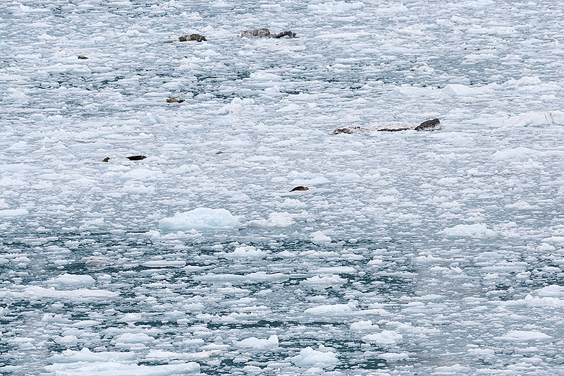 Day 4 -- Hubbard Glacier