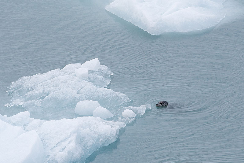 Day 4 -- Hubbard Glacier