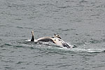 Day 3 -- Icy Strait Point