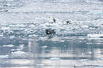 Day 4 -- Hubbard Glacier