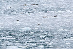 Day 4 -- Hubbard Glacier