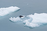 Day 4 -- Hubbard Glacier