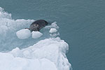 Day 4 -- Hubbard Glacier