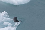 Day 4 -- Hubbard Glacier